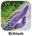 Echium